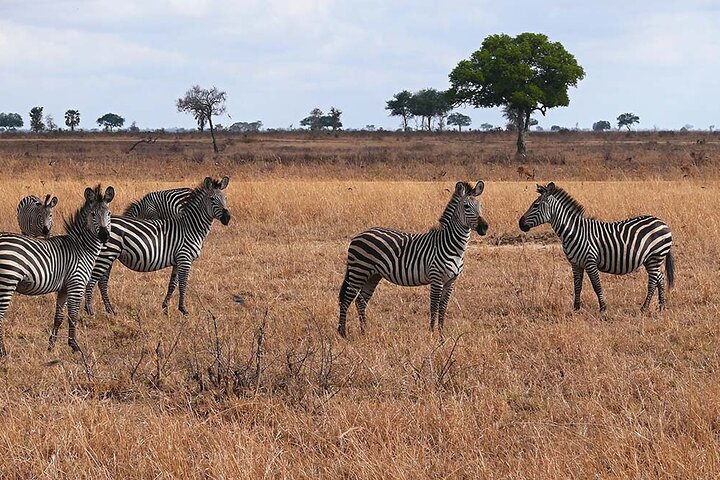 4 Days Safari Private Tour to Mikumi National Park & Nyerere Park - Image 2