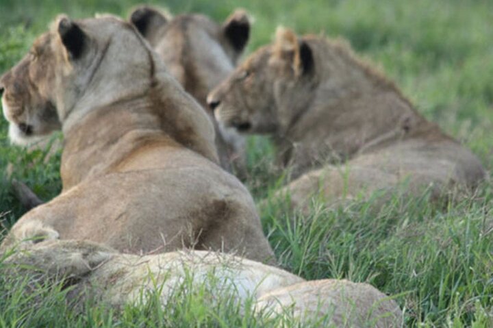 4 Days Safari Private Tour to Mikumi National Park & Nyerere Park - Image 1