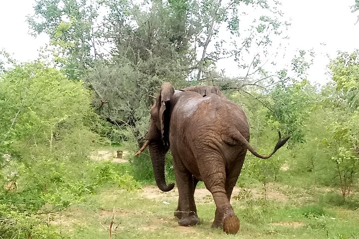 4 Days Safari to Mikumi NP and Udzungwa Mountain NP Mid - Range Accommodation - Image 3