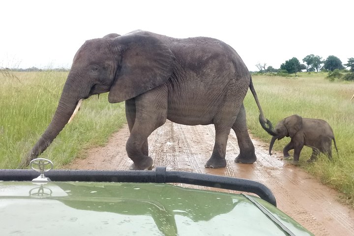 4 Days Safari to Mikumi NP and Udzungwa Mountain NP Mid - Range Accommodation - Image 5