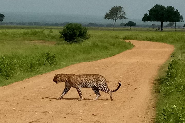 4 Days Safari to Mikumi NP and Udzungwa Mountain NP Mid - Range Accommodation - Image 2