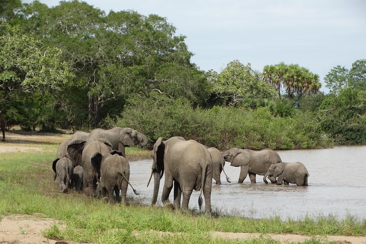 4 Days Safari to Nyerere NP (Selous GR) - Camping in the heart of the Park - Image 3