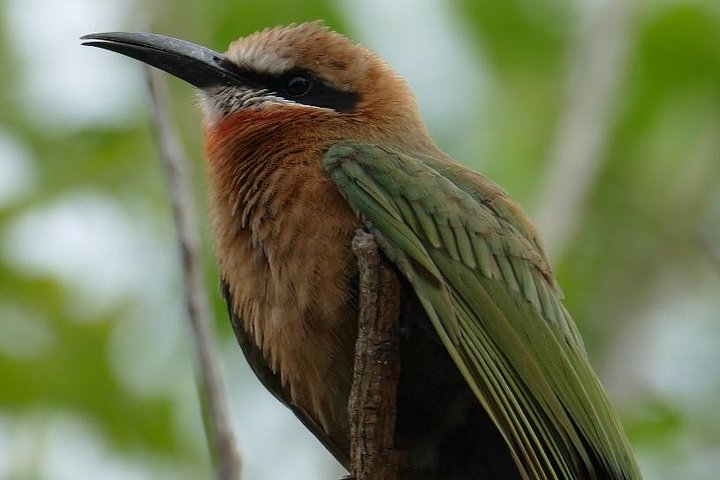 4 Days Safari to Nyerere NP (Selous GR) - Camping in the heart of the Park - Image 4