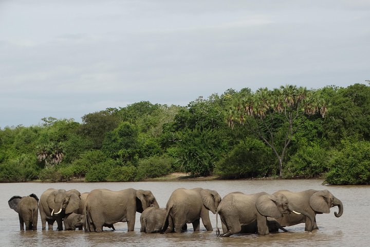 4 Days Safari to Nyerere NP (Selous GR) - Camping in the heart of the Park - Image 2