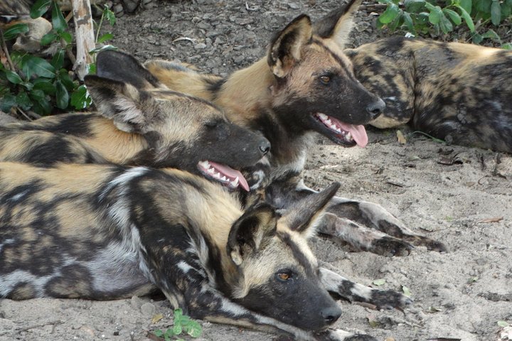 4 Days Safari to Nyerere NP (Selous GR) - Camping in the heart of the Park - Image 1