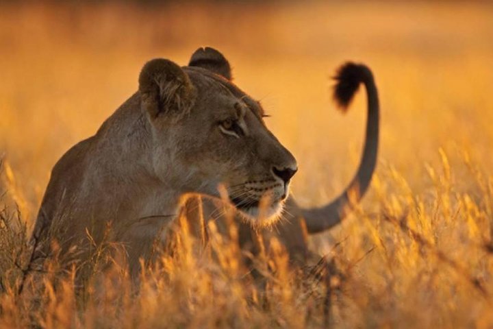 5-Day Mikumi & Ruaha Tanzania Wildlife Lodge Safari - Image 5