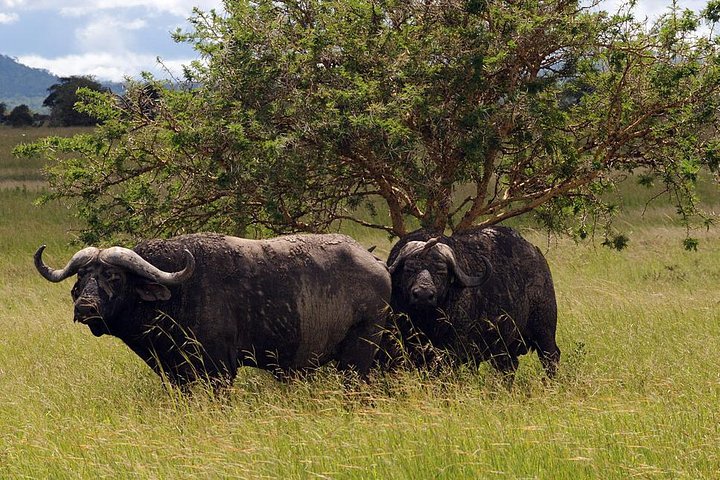 5-Day Mikumi & Ruaha Tanzania Wildlife Lodge Safari - Image 3