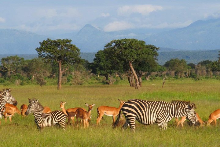 5-Day Mikumi & Ruaha Tanzania Wildlife Lodge Safari - Image 1