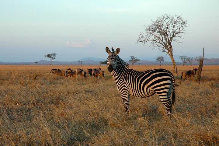 5-Day Mikumi & Ruaha Tanzania Wildlife Lodge Safari - Image 4