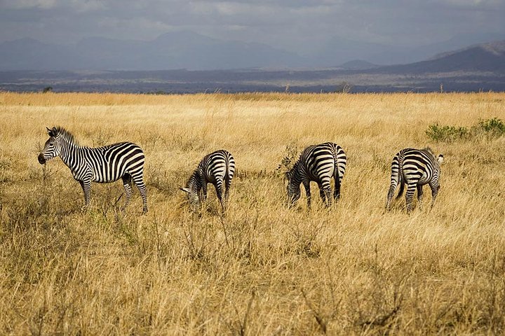 5-Day Mikumi & Ruaha Tanzania Wildlife Lodge Safari - Image 2