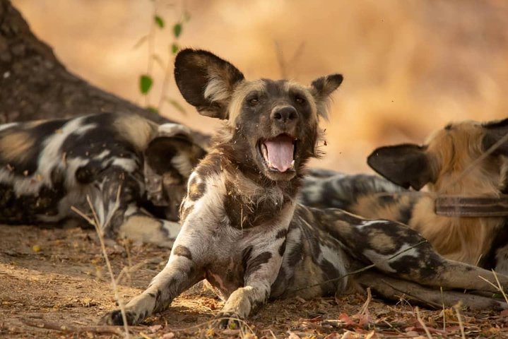 5 Day Nature Experience Mikumi and Ruaha + Ismila Stone Age+Maasai culture - Image 3