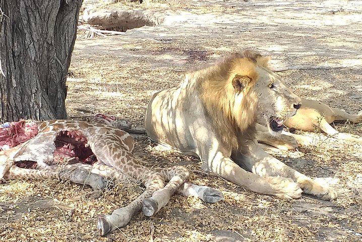 5 Day Nature Experience Mikumi and Ruaha + Ismila Stone Age+Maasai culture - Image 1