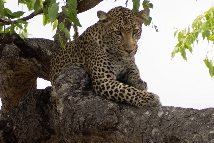 5 Day Nature Experience Mikumi and Ruaha + Ismila Stone Age+Maasai culture - Image 4