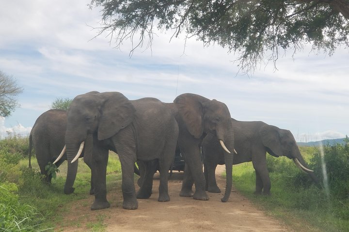 5 Days Adventure to Selous and Mikumi park - Image 5