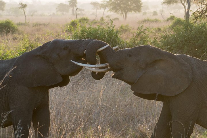 5 Days Explore Selous Game Reserve - Image 1