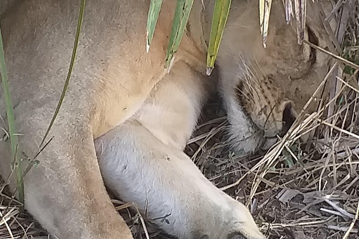 5 Days Explore Selous Game Reserve - Image 3