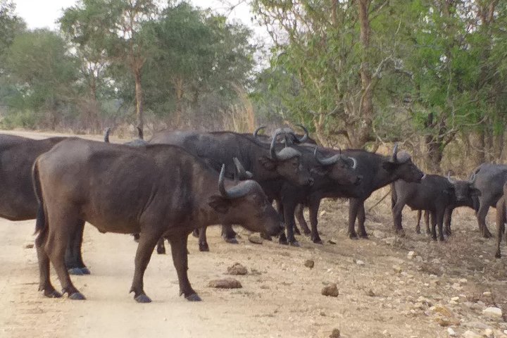 5 Days Explore Selous Game Reserve - Image 2