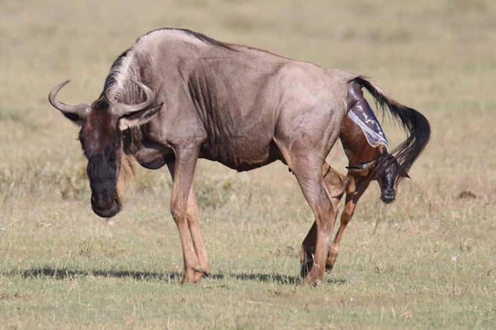 5 Days safari Selous GR and Mikumi NP - Image 2