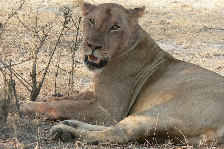 5 Days Safari to Selous & Mikumi - Image 3