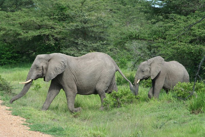 5 Days Safari to Selous & Mikumi - Image 1