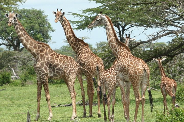 5 Days Safari to Selous & Mikumi - Image 2