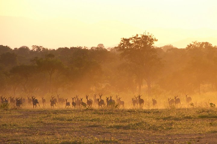 5 Days Safari to Selous & Mikumi - Image 5