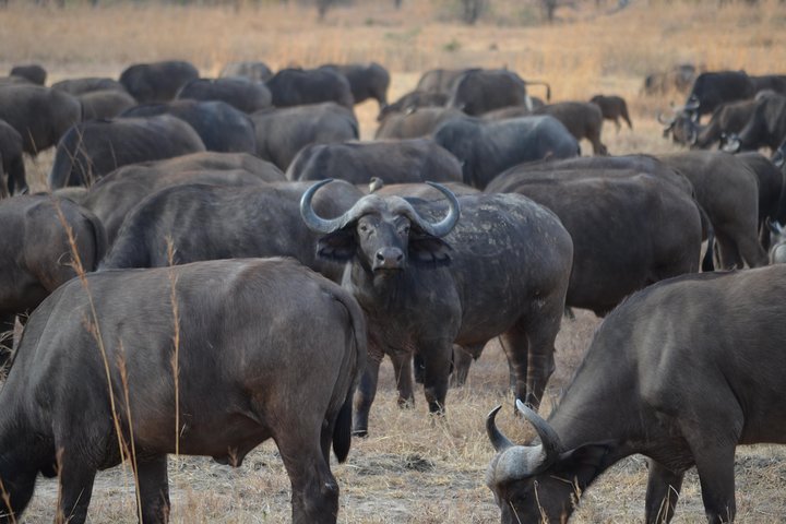 5 Days Travelling Southern Tanzania  - Image 4