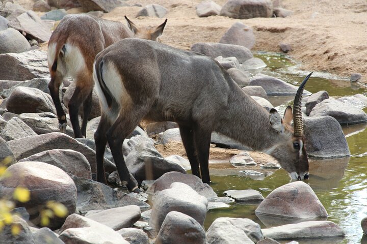 5 Days/4Nights Safari to Mikumi and Ruaha Parks - Image 4