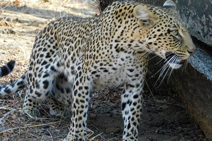 5 Days/4Nights Safari to Mikumi and Ruaha Parks - Image 3