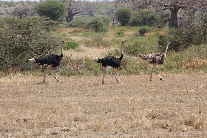 5 Days/4Nights Safari to Mikumi and Ruaha Parks - Image 5