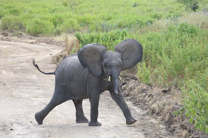 5 Days/4Nights Safari to Mikumi and Ruaha Parks - Image 2