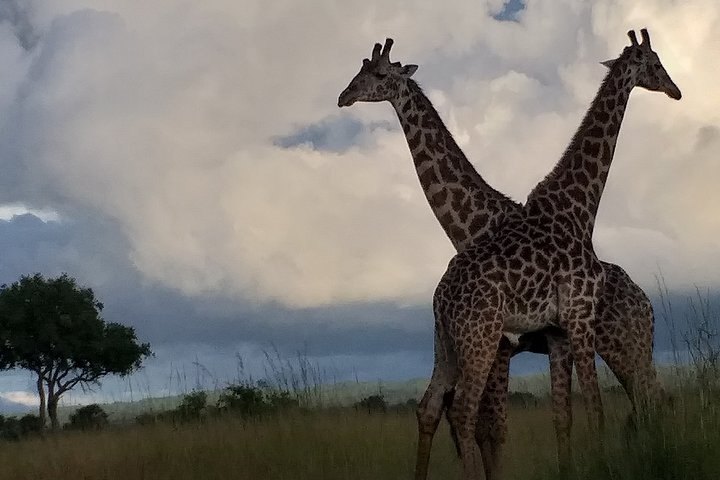 6 Day Selous Game reserve and Kilwa Beach+Snorkeling+Boat safari+Historical site - Image 5