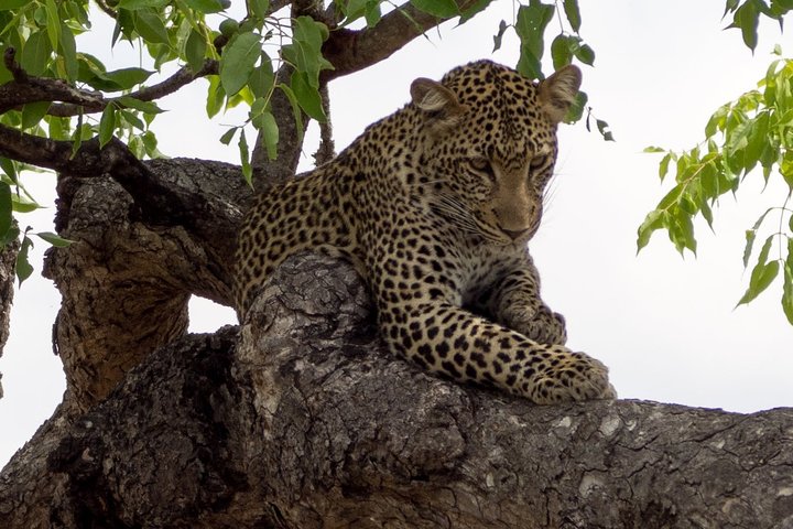 6 Day Selous Game reserve and Kilwa Beach+Snorkeling+Boat safari+Historical site - Image 3