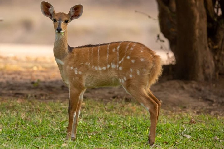6 Day Selous Game reserve and Kilwa Beach+Snorkeling+Boat safari+Historical site - Image 4