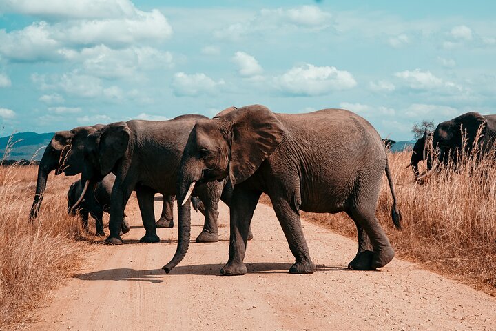 6 Days Safari - Mikumi National Park and Selous Game Reserve  - Image 3
