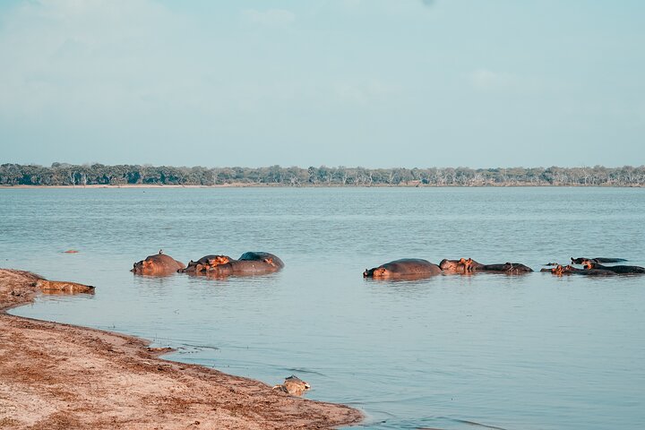 6 Days Safari - Mikumi National Park and Selous Game Reserve  - Image 4