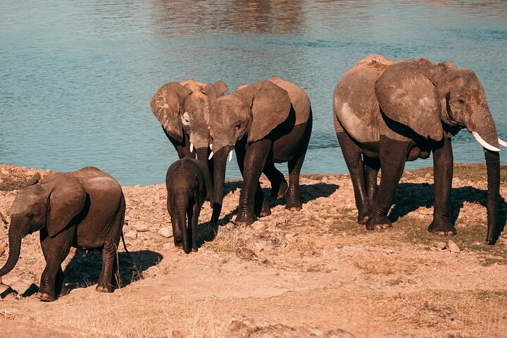 6 Days Safari - Mikumi National Park and Selous Game Reserve  - Image 5