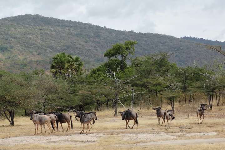 6 Days Safari to Mikumi Np, Udzungwa Mountain NP and Nyerere NP (Selous GR) - Image 3