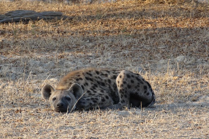6 Days Safari to Mikumi Np, Udzungwa Mountain NP and Nyerere NP (Selous GR) - Image 5
