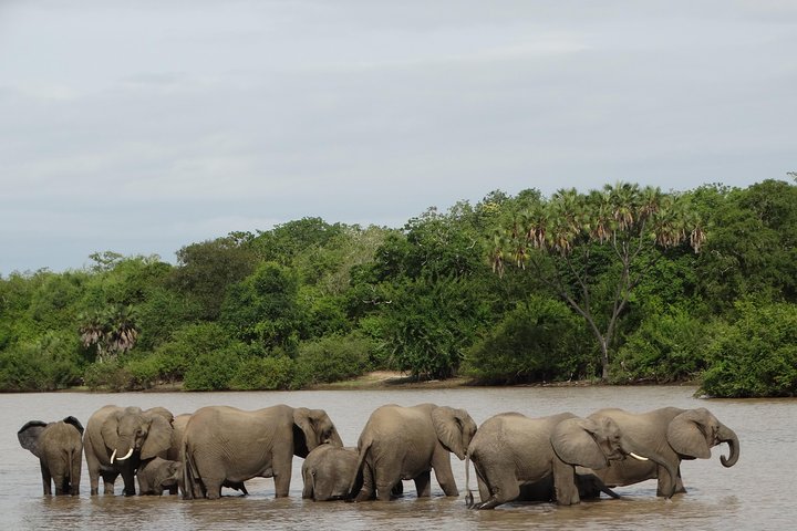 6 Days Safari to Mikumi Np, Udzungwa Mountain NP and Nyerere NP (Selous GR) - Image 1
