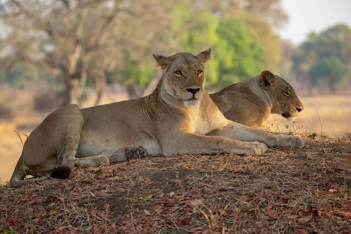 6 Days Selous ,Mikumi Udzungwa National + Boat Safari +Masai culture - Image 3