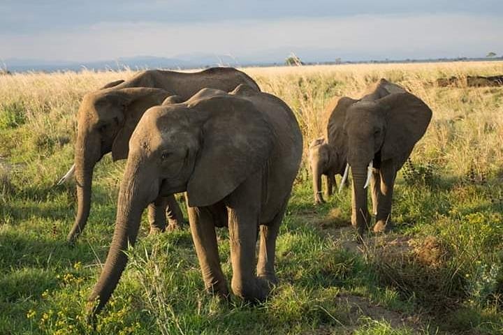 7 Day Experience wildlife nature and Culture Mikumi / Udzungwa & Ruhaa Park - Image 1