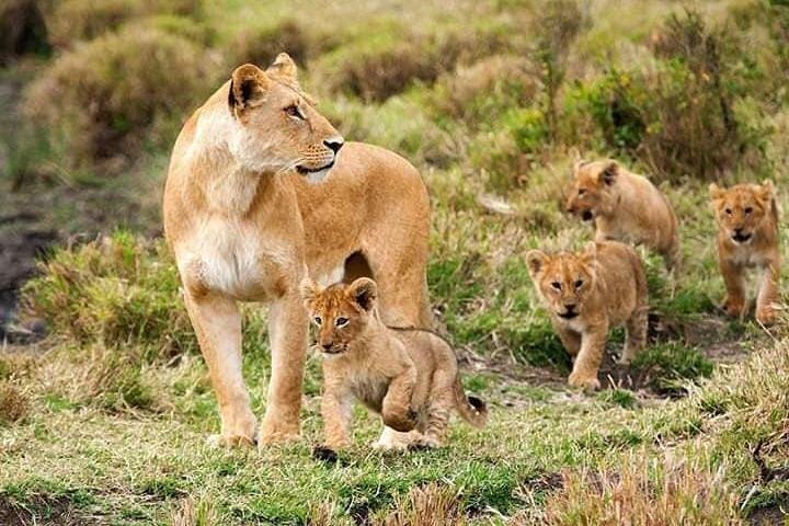 8 Days safari Selous GR / Mikumi NP and Ruaha NP - Image 1