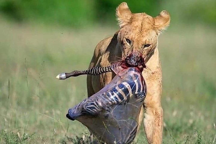 8 Days safari Selous GR / Mikumi NP and Ruaha NP - Image 2