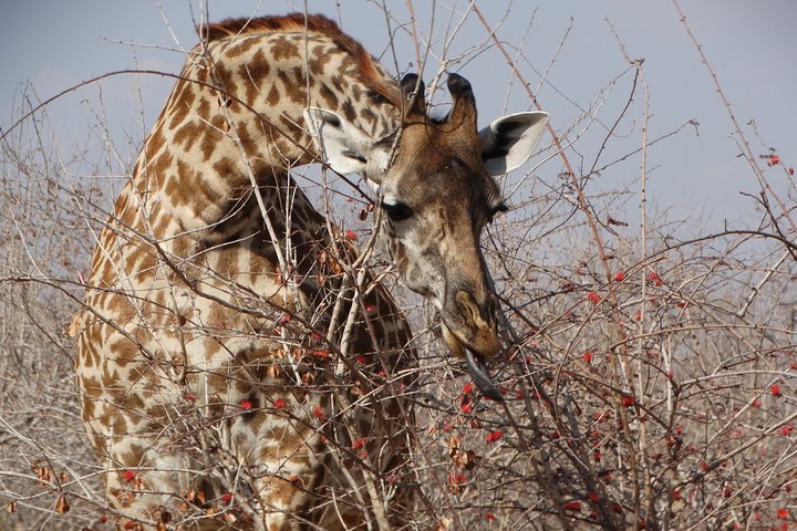 8 Days Safari to Mikumi NP, Ruaha NP and Nyerere NP + Isimila Stone Age Site - Image 5