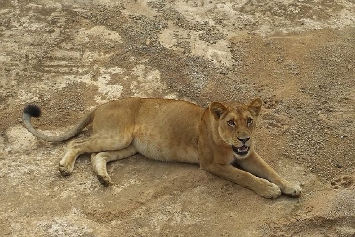 8 Days Safari to Mikumi NP, Ruaha NP and Nyerere NP + Isimila Stone Age Site - Image 3