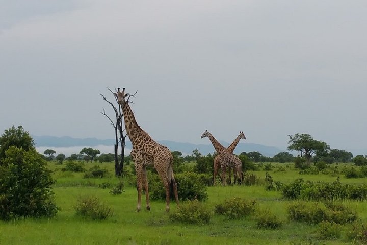 8 Days Safari to Mikumi NP, Ruaha NP and Nyerere NP + Isimila Stone Age Site - Image 2