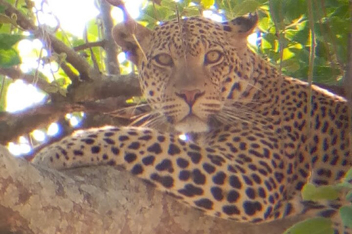 8 Days Safari to Mikumi NP, Ruaha NP and Nyerere NP + Isimila Stone Age Site - Image 4