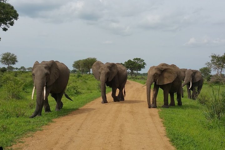 8 Days Safari to Mikumi NP, Ruaha NP and Nyerere NP + Isimila Stone Age Site - Image 1