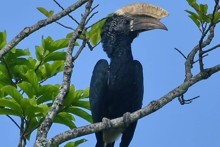8 Days Safari to Mikumi, Ruaha & Udzungwa Mountains - Image 2